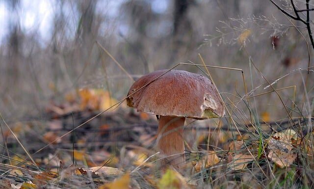 Czy można hodować prawdziwki?