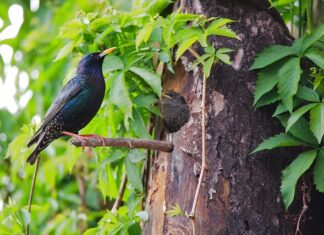 Jaki jest najsilniejszy lek przeciwbólowy?