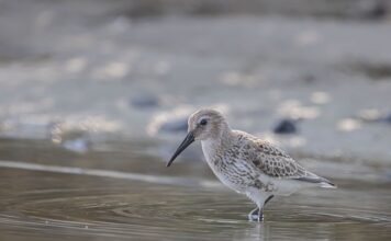 Ile waży brodzik z kompozytu?