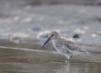 Jaki brodzik niski czy wysoki? Jaki brodzik niski czy wysoki?