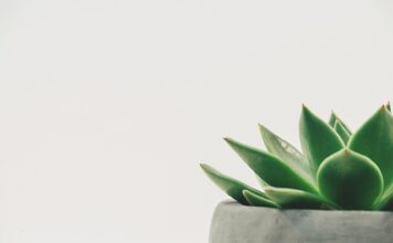 Jak zrobić dekoracje świąteczne w wazonie?