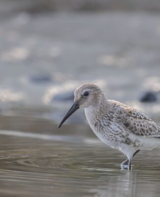 Jaki brodzik do małej łazienki?