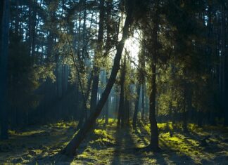 Ile Prześwit pod brama? Ile Prześwit pod brama?