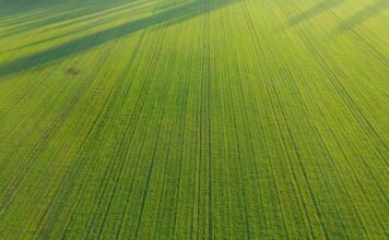 Zboże ozime wschodzące wiosną. Pole uprawne widziane z wysokości. Równe rzędy niskiego, wschodzącego zboża. Zdjęcie zrobiono z użyciem drona.